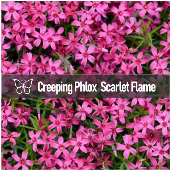 3 SCARLET FLAME Creeping PHLOX Subulata Magenta-Pink Perennial Starter Plant Plugs
