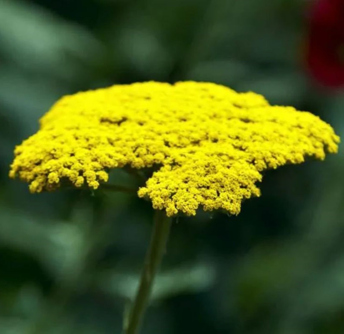 5 Achillea LITTLE MOONSHINE Yarrow Perennial Starter Plant Plugs Canary ...