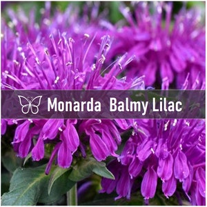 3 BALMY LILAC Monarda Bee Balm Live Perennial Starter Plant Plugs