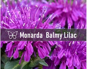 3 BALMY LILAC Monarda Bee Balm Live Perennial Starter Plant Plugs