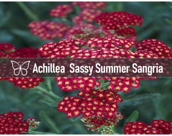 Image of Achillea Sassy Summer Sangria in a pitcher