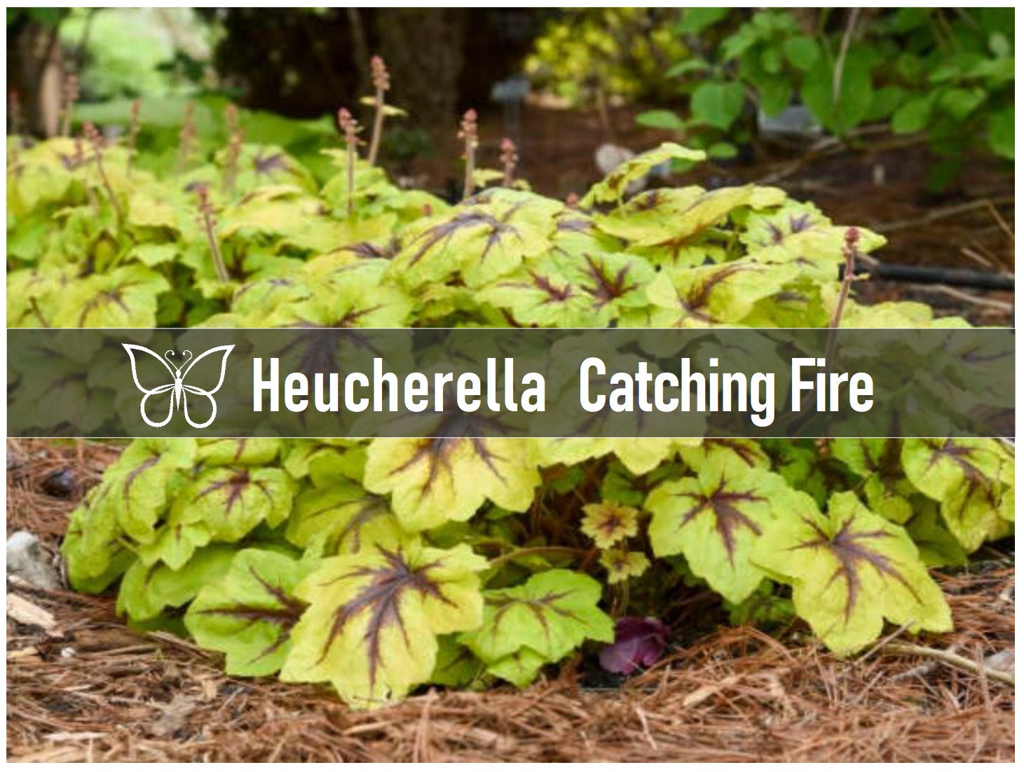 Heucherella
