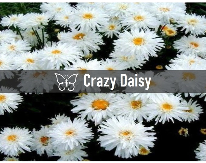 3 CRAZY DAISY Leucanthemum Shasta Daisy X Superbum Perennial - Etsy