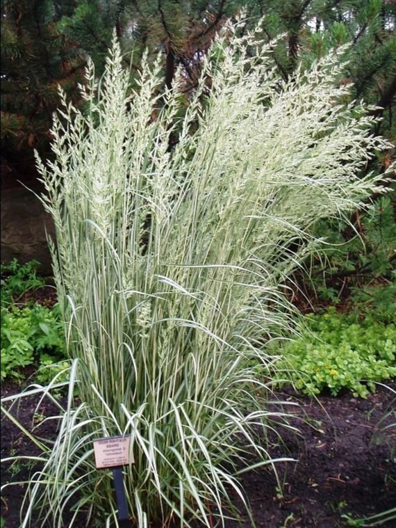 3 Ornamental AVALANCHE Feather Reed GRASS Perennial Etsy