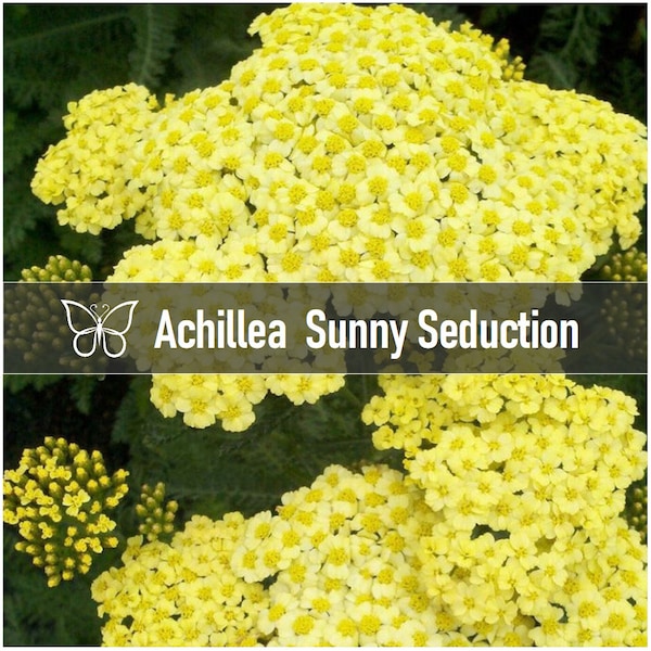 2 Achillea Sunny SEDUCTION Yarrow Perennial Starter Plant Plugs Yellow