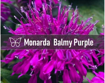 3 BALMY PURPLE Monarda Bee Balm Live Perennial Starter Plant Plugs