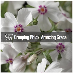 5 AMAZING GRACE White Creeping Phlox Live Perennial Starter Plant Plugs