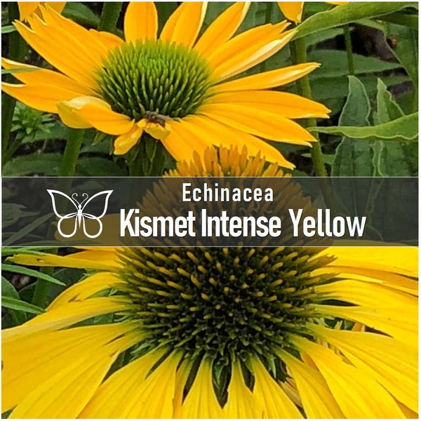 3 KISMET INTENSE YELLOW Echinacea Perennial Starter Plant Plugs Long Blooming Coneflower