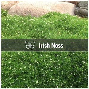 3 Live IRISH MOSS Perennial Starter Plant Plugs - Easy To Grow - Live Not Seeds