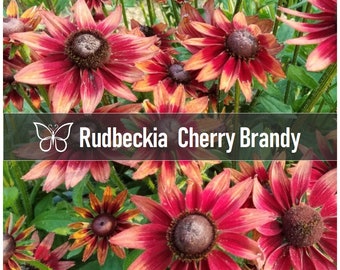 5 CHERRY BRANDY Rudbeckia Hirta Coneflower Black-Eyed Susan Live Starter Plant Plugs