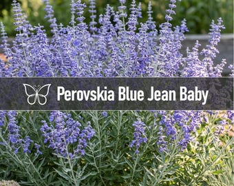 5 Perovskia BLUE JEAN BABY Russian Sage Perennial Starter Plant Plugs