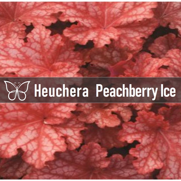 3 Heuchera PEACHBERRY ICE Perennial Coral Bells Starter Plant Plugs Proven Winners