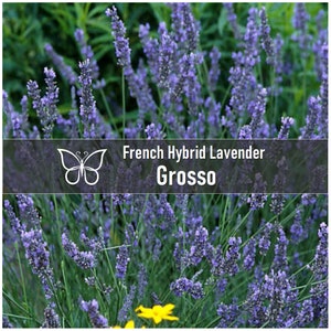 3 LAVENDER GROSSO French Hybrid Live Perennial Starter Plant Plugs - Etsy