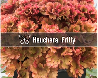 5 Heuchera FRILLY Perennial Coral Bells Starter Plant Plugs