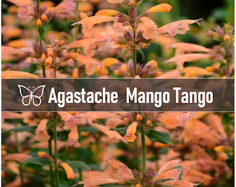 2 Agastache MANGO TANGO Hyssop Perennial Starter Plant Plugs HUMMINGBIRD Mint