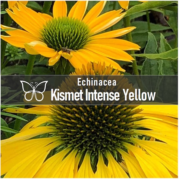 2 KISMET INTENSE YELLOW Echinacea Perennial Starter Plant Plugs Long Blooming Coneflower