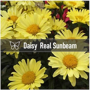 May include: Close-up of vibrant yellow daisy flowers with golden centers. The image features the text "Daisy Real Sunbeam" in white letters on a dark background. The flowers are in full bloom, showcasing their bright petals.