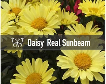 3 REAL SUNBEAM YELLOW Shasta Daisy Leucanthemum Live Perennial Starter Plant Plugs