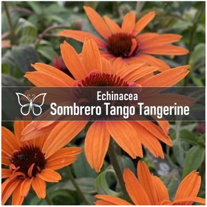 2 Echinacea SOMBRERO TANGO TANGERINE Perennial Starter Plant Plugs Long Blooming