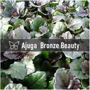 10 BRONZE BEAUTY AJUGA Bugleweed Live Perennial Starter Plant Plugs