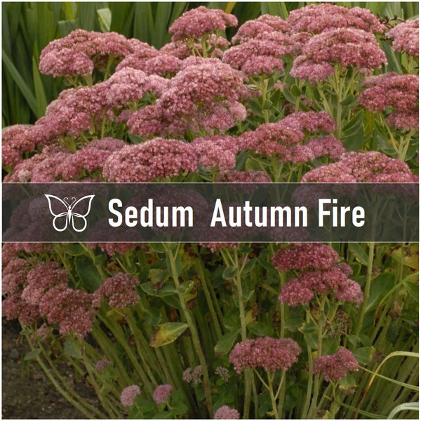 3 AUTUMN FIRE SEDUM Hardy Stonecrop Perennial Succulent Starter Plant Plugs