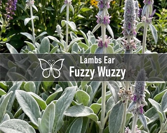 10 Stachys FUZZY WUZZY Lambs Ear Perennial Starter Plant Plugs