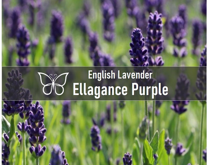 3 English LAVENDER ELLAGANCE PURPLE Perennial Starter Plant Plugs Dried