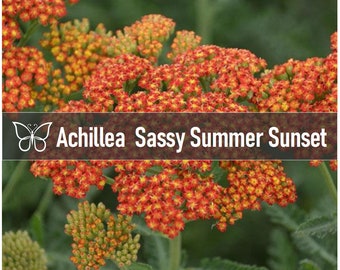 3 SASSY SUMMER SUNSET Tall Yarrow Achillea Live Perennial Starter Plant Plugs