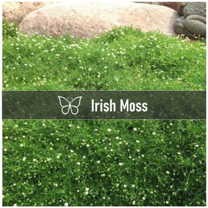 5 Live IRISH MOSS Perennial Starter Plant Plugs - Easy To Grow Live Not Seeds