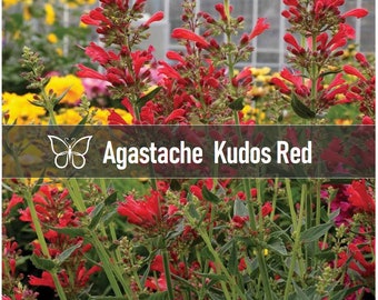 5 Agastache KUDOS RED Hyssop Perennial Starter Plant Plugs HUMMINGBIRD Mint