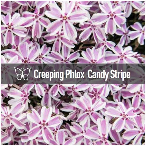 5 CANDY STRIPE Creeping PHLOX Subulata Pink & White Perennial Starter Plant Plugs