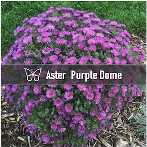 5 PURPLE DOME New England ASTER Live Perennial Starter Plant Plugs