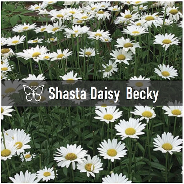 10 BECKY Shasta DAISIES Leucanthemum Superbum Perennial Starter Plant Plugs