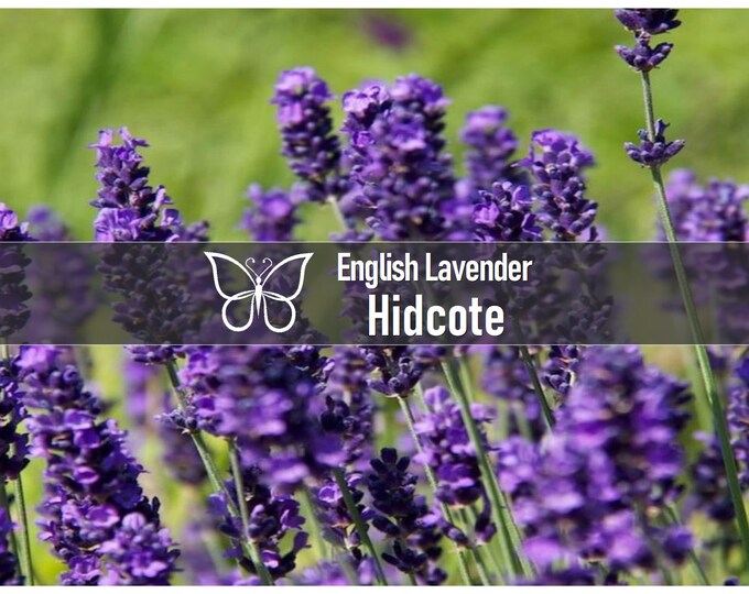 3 ENGLISH LAVENDER HIDCOTE Perennial Starter Plant Plugs Dried Flowers