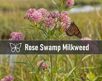 5 Butterfly ROSE SWAMP MILKWEED Perennial Starter Plant Plugs Asclepias Incarnata Live Not Seeds