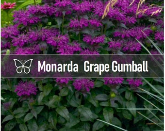 3 GRAPE GUMBALL MONARDA Live Bee Balm Perennial Starter Plant Plugs