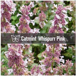 2 Nepeta WHISPURR PINK CATMINT Faassenii Perennial Starter Plant Plugs Whisper