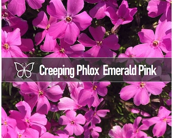 10 EMERALD PINK Creeping Phlox Subulata Perennial Starter Plant Plugs