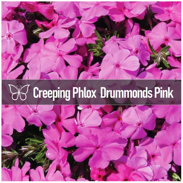 5 DRUMMONDS PINK Creeping Phlox Moss Subulata Perennial Starter Plant Plugs