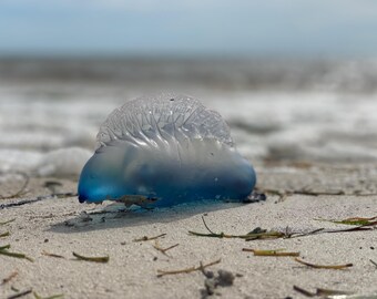 Beached Jellyfish Photo | Translucent Island Seascape