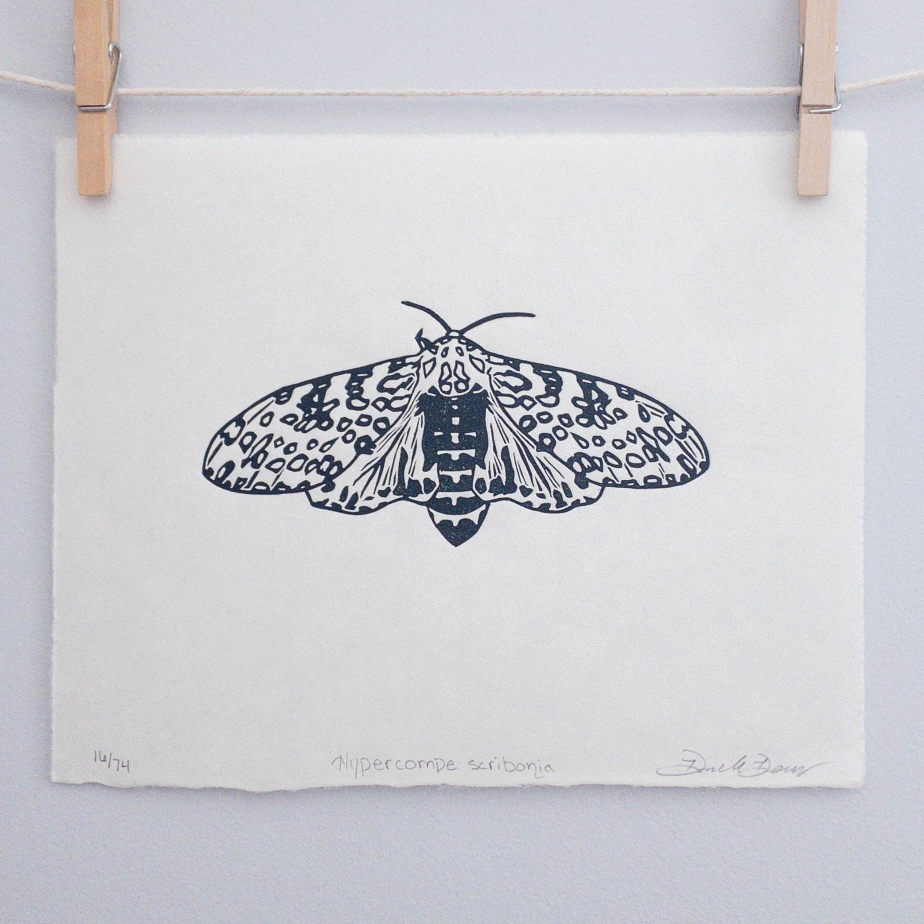 Black and White Moth Art Blank Fine Art Greeting Card 4x6 Cecropia Moth Linocut Print Reproduction