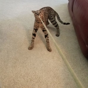 May include: A brown and black tabby cat playing with a long, white string toy on a beige carpet.