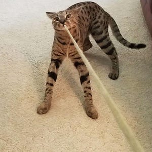 May include: A spotted cat with black stripes is playing with a deer leather string. The cat is standing on a light-colored carpet, with the string in its mouth. The text "Deer Leather String Fun!" is at the bottom of the image.