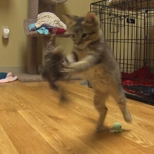 May include: A brown tabby kitten plays with a toy mouse on a wooden floor. The kitten is standing on its hind legs and has its front paws raised in the air. The toy mouse is in its mouth.