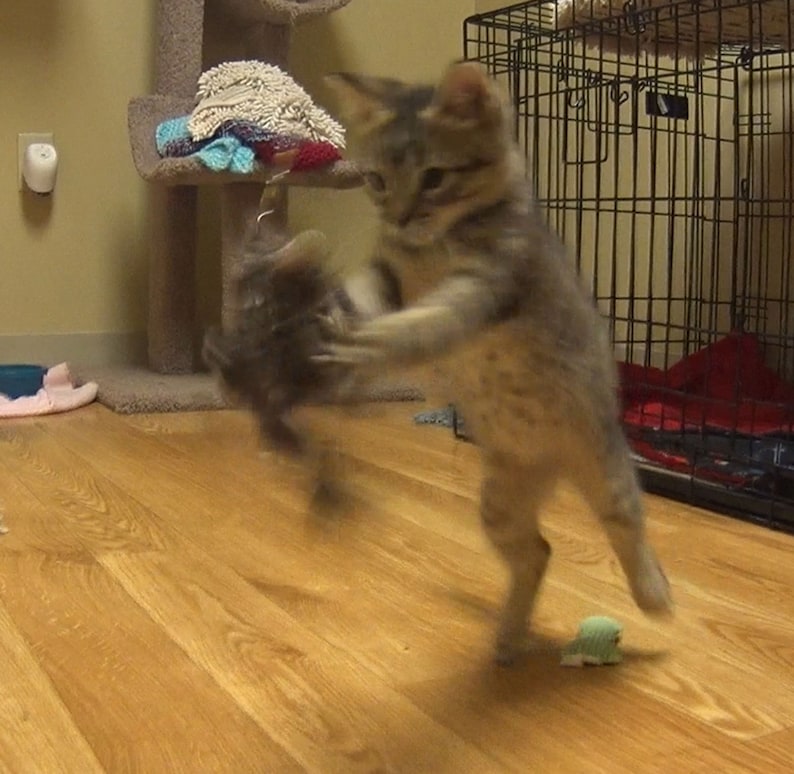 May include: A brown tabby kitten plays with a toy mouse on a wooden floor. The kitten is standing on its hind legs and has its front paws raised in the air. The toy mouse is in its mouth.