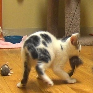 May include: A black and white kitten plays with a toy mouse on a wooden floor. The kitten is in motion and has a playful expression.