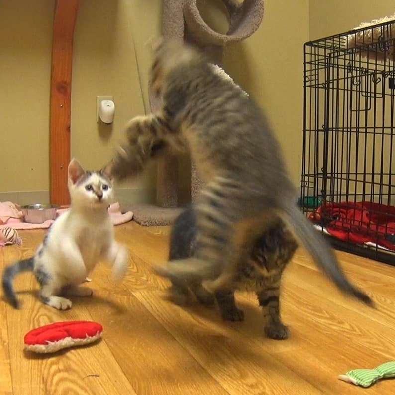May include: Three kittens playing in a room. One kitten is white with black markings and is standing on its hind legs. Another kitten is brown tabby and is jumping in the air. The third kitten is brown tabby and is sitting on the floor.
