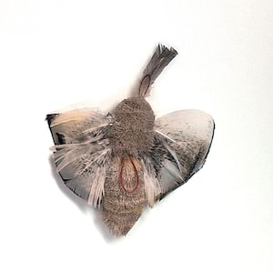 May include: A gray and white butterfly with a furry body and feathery wings. The butterfly is mounted on a white background.