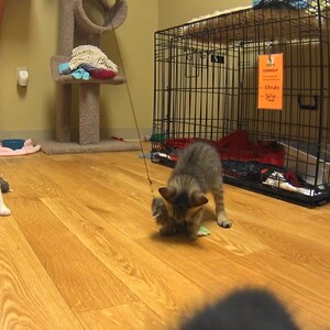 May include: Two kittens playing with a toy in a room with a cat tree and a dog crate. The kitten in the foreground is brown and white, and the kitten in the background is white and gray. The dog crate has a sign that says "Can't Stay Overnight".
