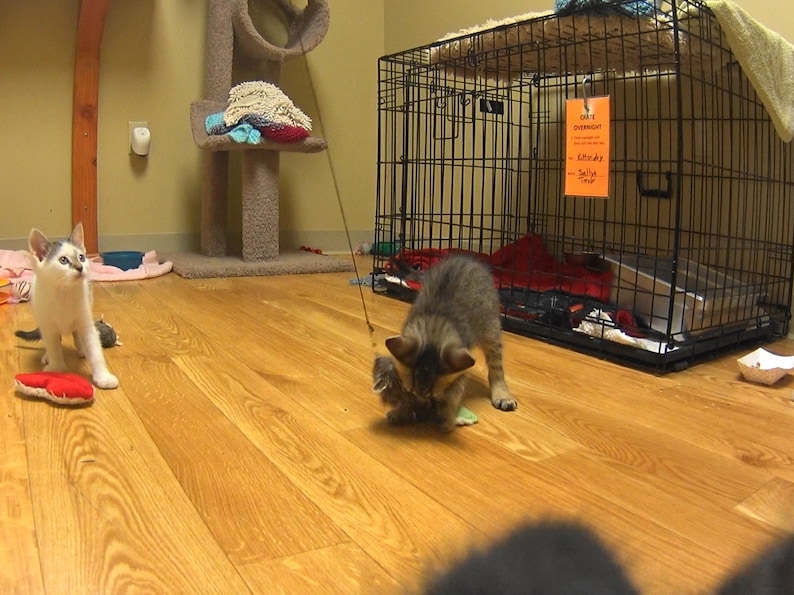 May include: Two kittens playing with a toy in a room with a cat tree and a dog crate. The kitten in the foreground is brown and white, and the kitten in the background is white and gray. The dog crate has a sign that says "Can't Stay Overnight".